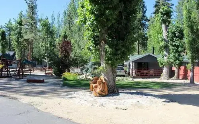 Raccoon