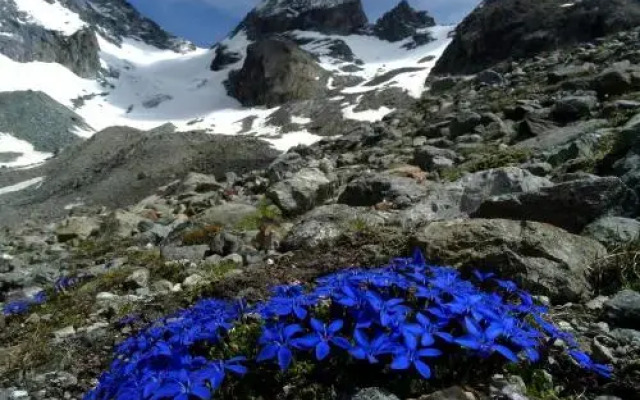 Le Chamois