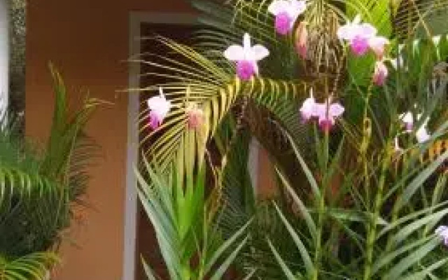Pousada Lirio do Vale