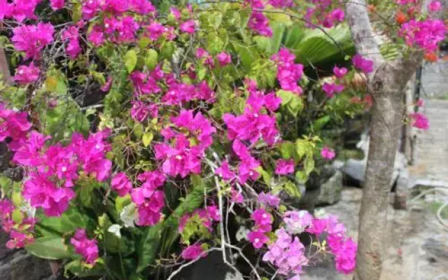 Bougainvillea