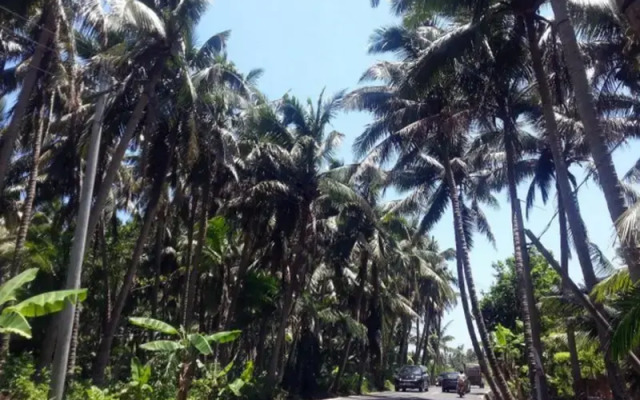 Wenchang Coconut Grove Herton Seaview Hotel