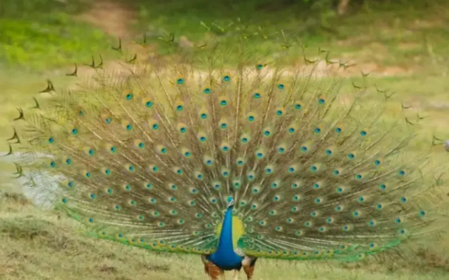 Peacockland Tangalle Guest House
