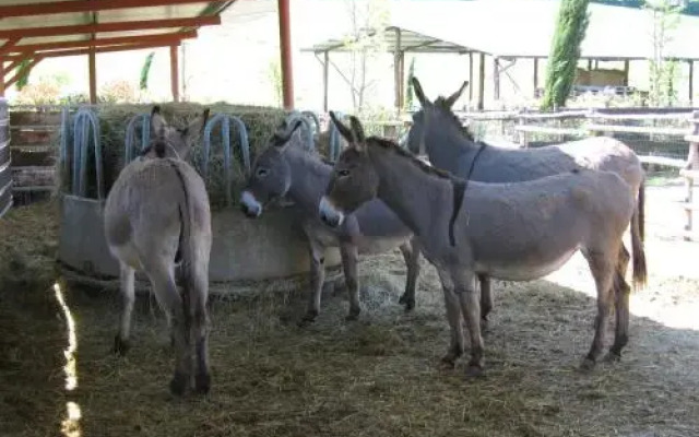 Azienda Agricola Ed Agrituristica Cafaggio