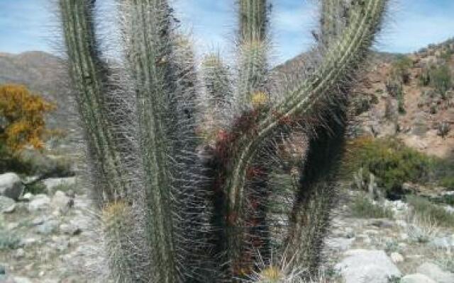 Bed & Breakfast ElquiTerra