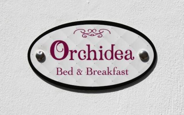 Orchidea BB