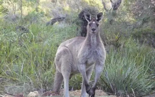 Llewellin's Guest House