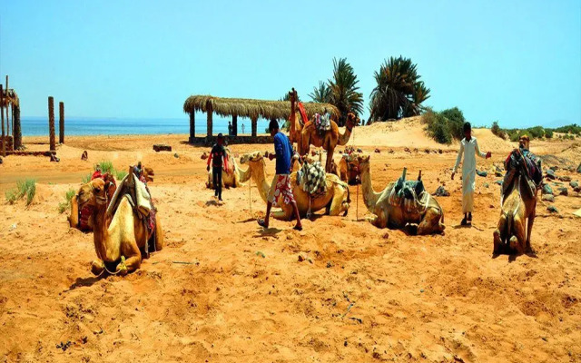 Nabq Camp