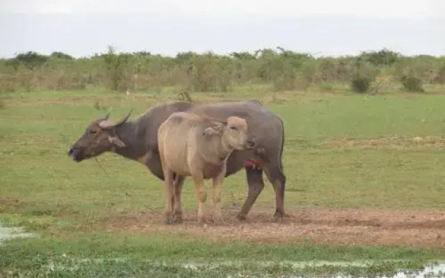 The Siem Reap Countryside