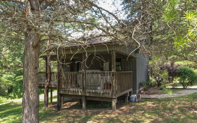 Pine Cone - Hocking Hills