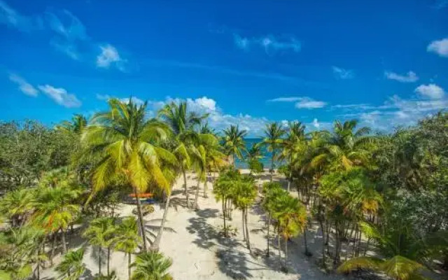 Wild Orchid Belize