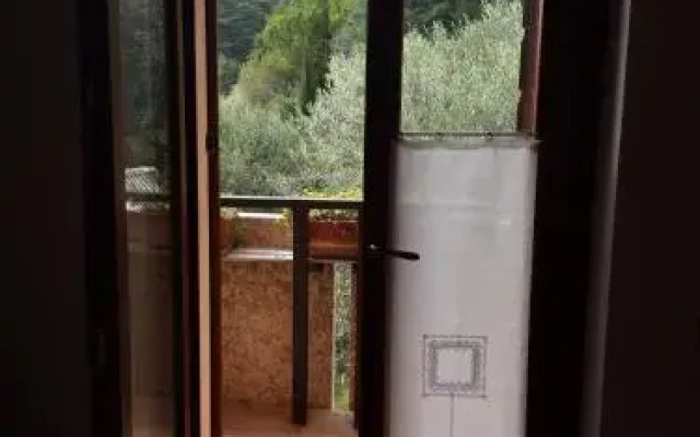 Olivella