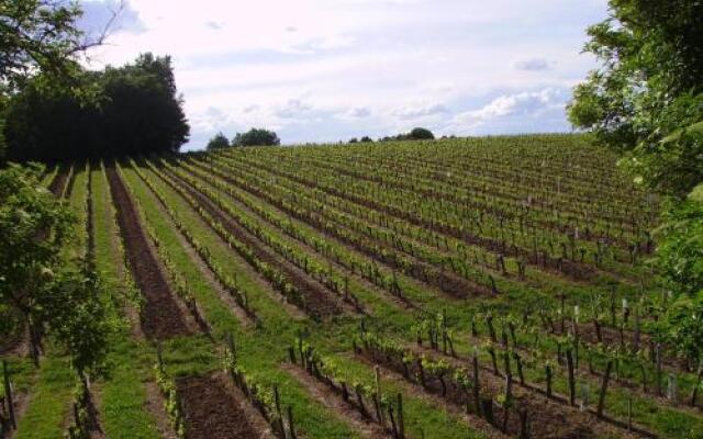 La Vigne Près De Saint Emilion
