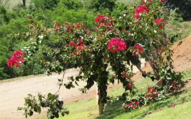 Pousada A Mata que Canta