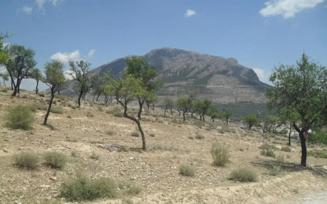 The Almond Grove