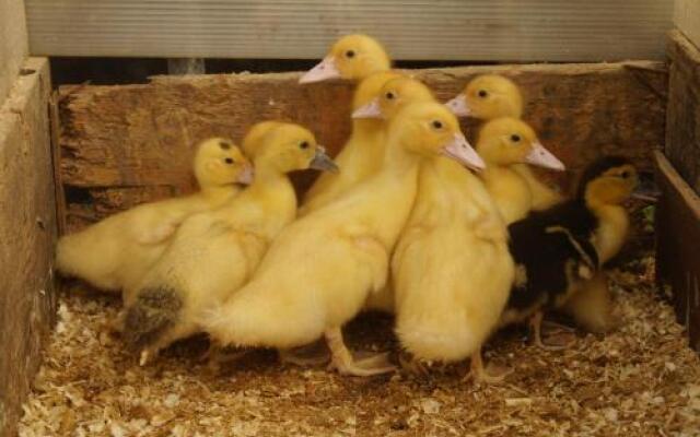 Agriturismo Richeton