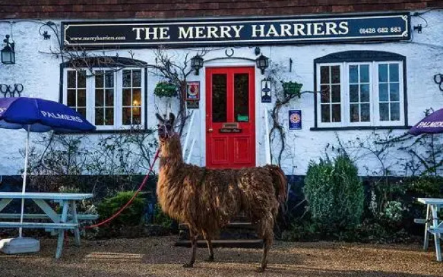 The Merry Harriers