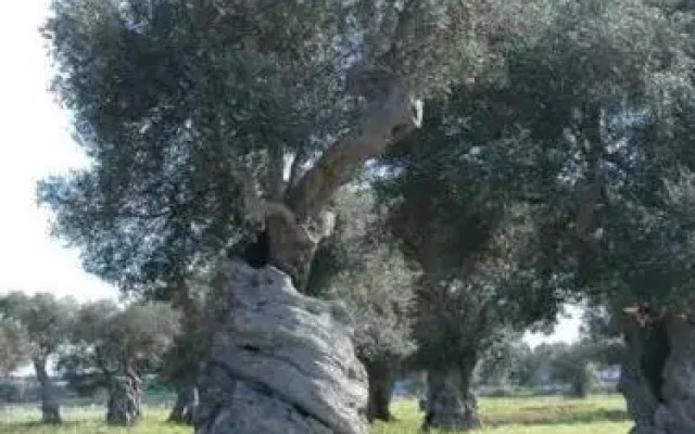 Trulli & Grotte Exclusive House Resort