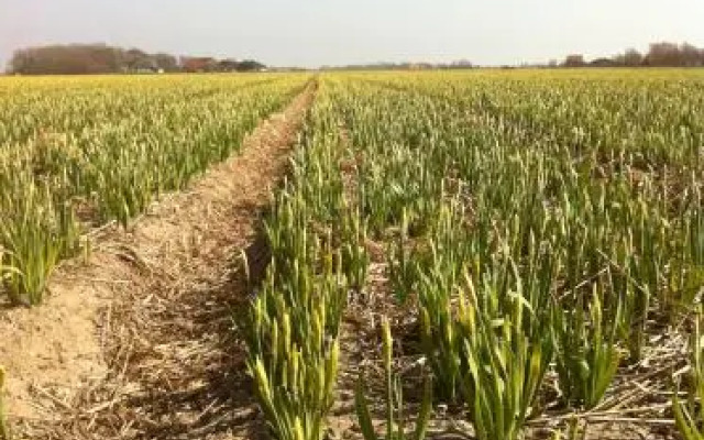 Kampeer & Logeerboerderij Madura