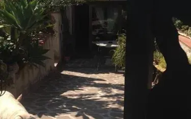 B&B Chorisia