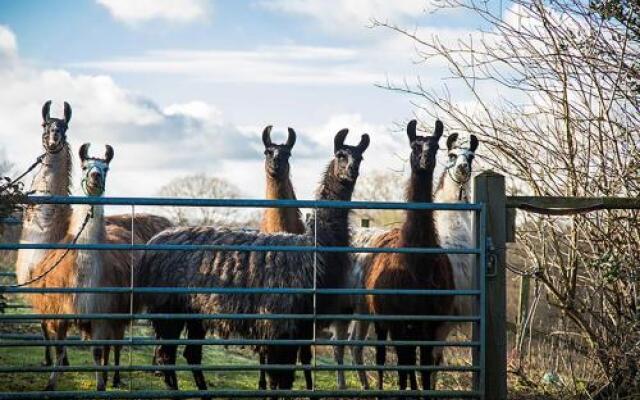 The Merry Harriers