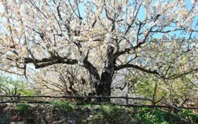 Fokaeon Farm