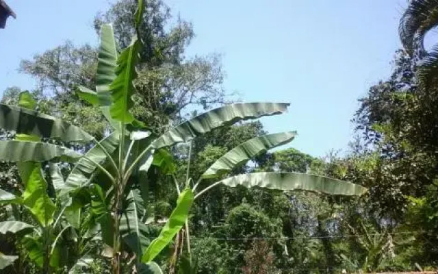 Chalés Bangalôs Itamambuca