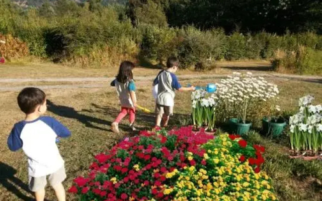 Cabañas Altocaburgua