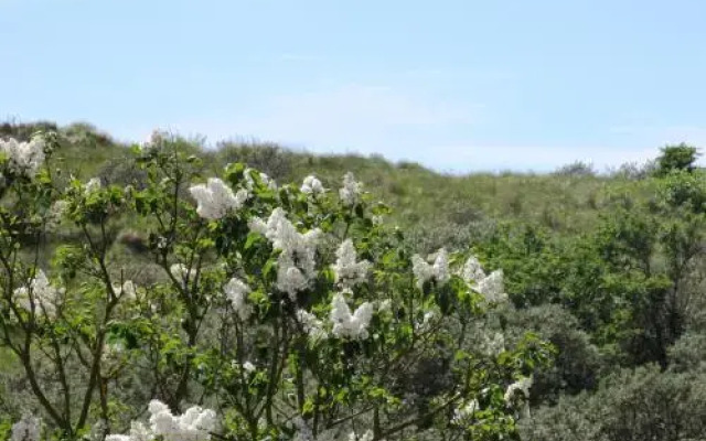 Duinen Paradijs Zandvoort