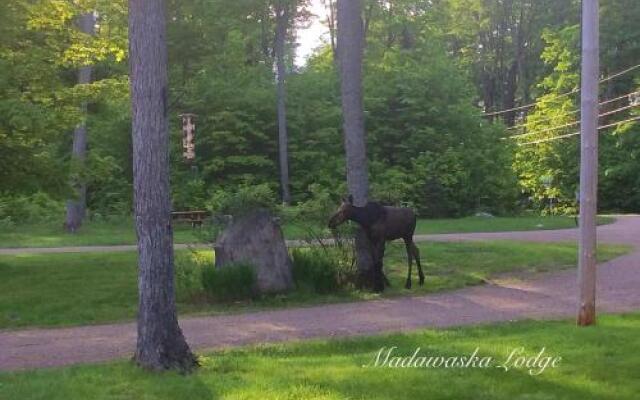 Madawaska Lodge-Camping Cabins