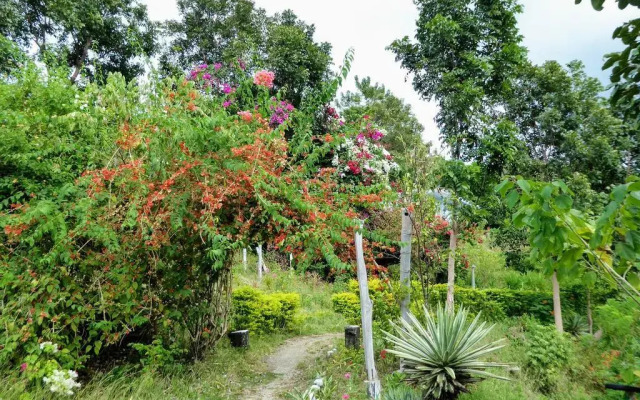 Natures Healing Home