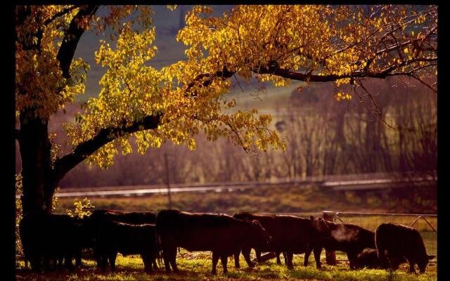 Black Sheep Inn