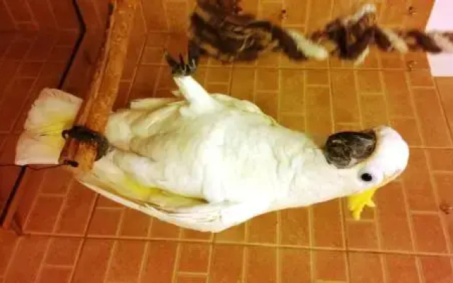 Тракторная