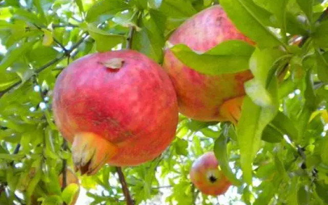 Diamanti Molivos Studios & Apartments