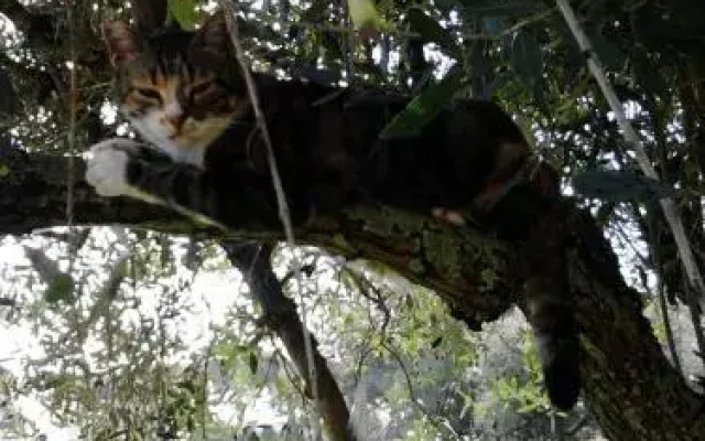 Bed & Breakfast Flora