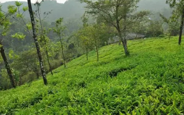 Tea Garden Holiday Home