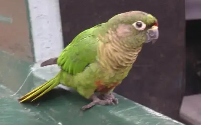 Pousada Canto dos Pássaros