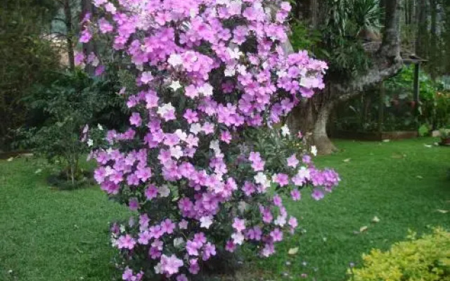 Chalé da Pedra