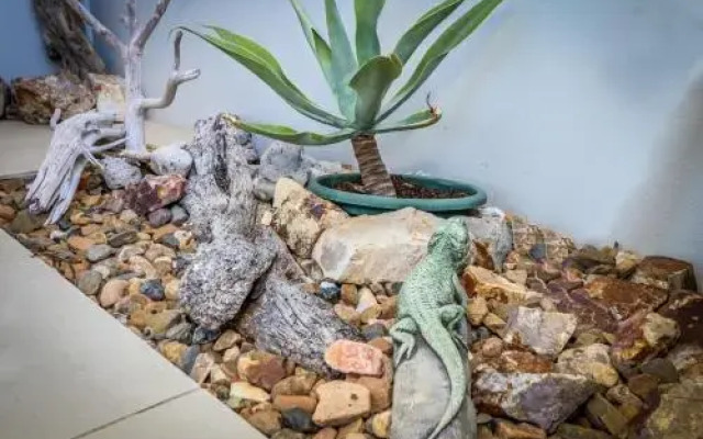 The Lazy Lizard