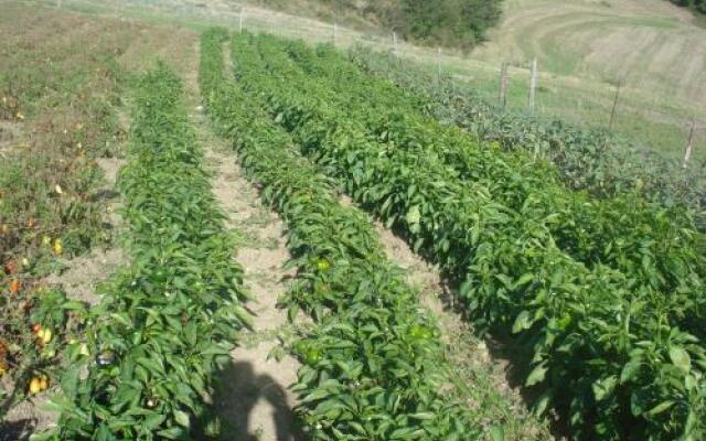 Azienda Agrituristica Castello