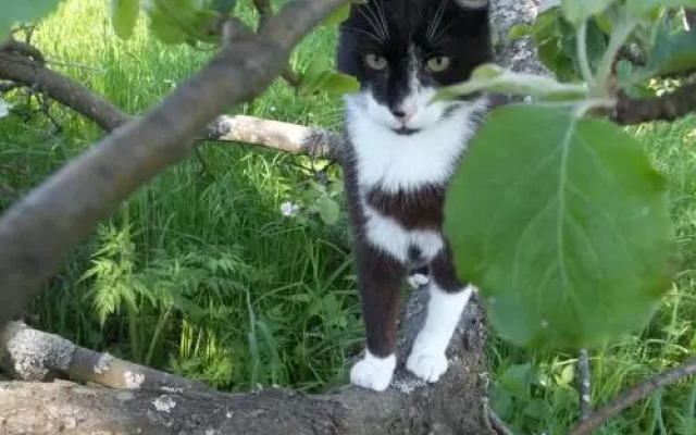 Zakątek Pod Gruszą