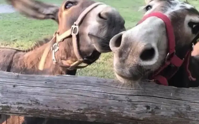 Corte Breda Agriturismo Bed & Breakfast