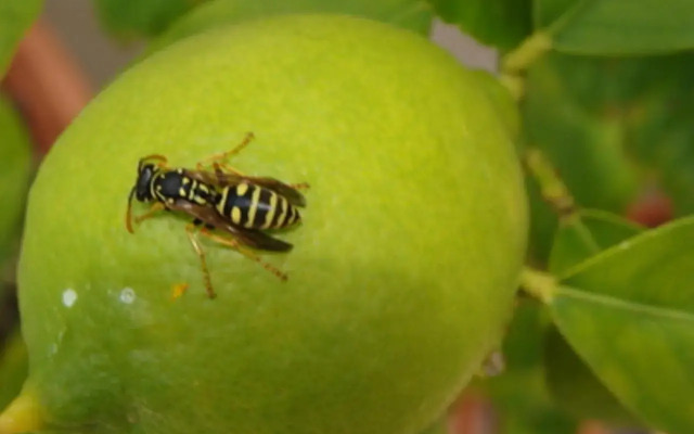 Palatinus Apartmanok