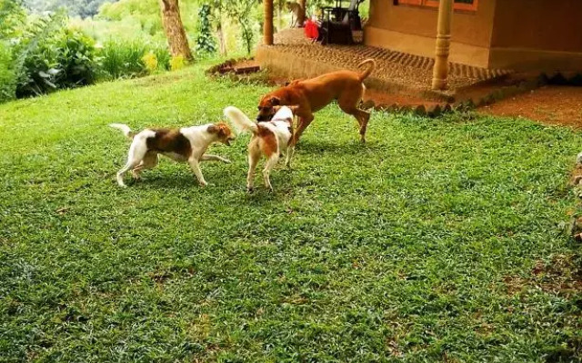 Pepper Hills Cottages