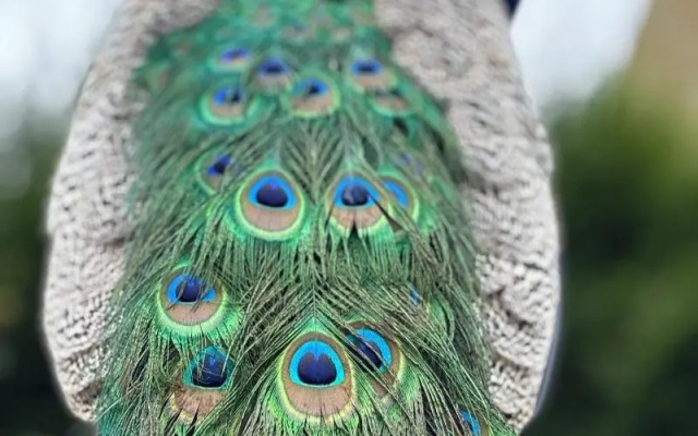 Langley Castle Hotel