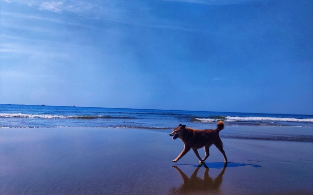 Rootsvilla Hostel Goa