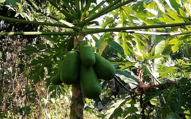Longan Tree