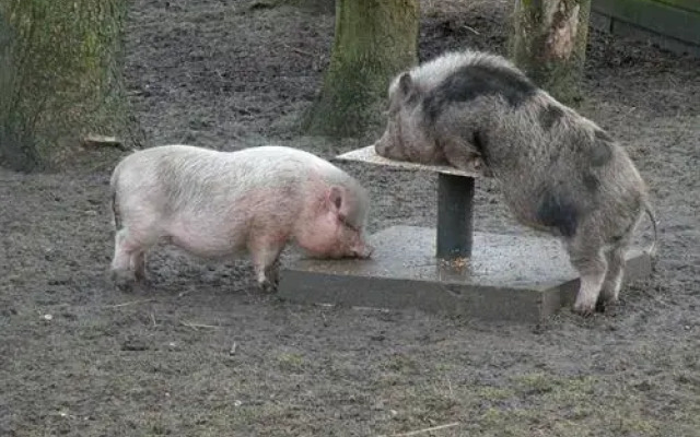 Naturistenpark Flevo-Natuur