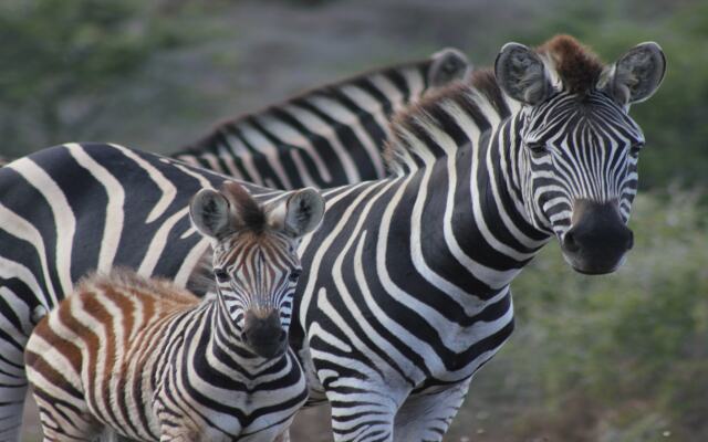 Bukela Game Lodge Amakhala Game Reserve