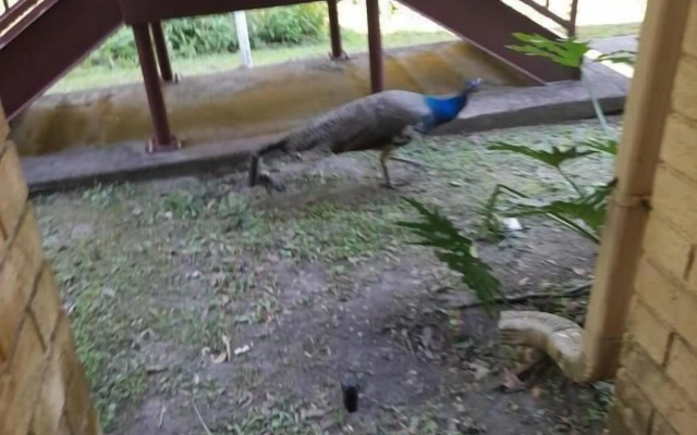 Tropical Enchanted Oaks Villa