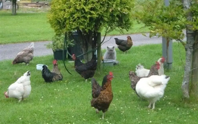 Highland Croft